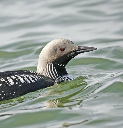 Black-throated Diver
