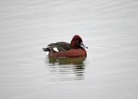 Ferruginous Duck