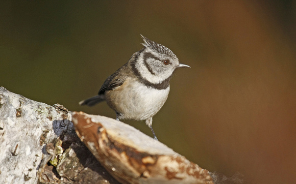 Crested Tit