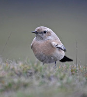 Desert Wheatear