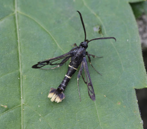 Orange-tailed Clearwing