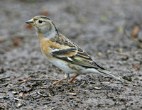 Brambling