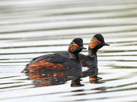 Black-necked Grebe