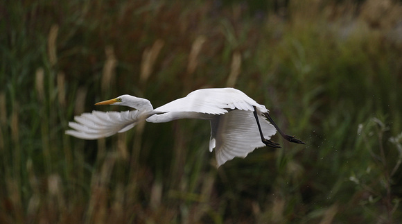 Great White Egret