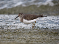 Common Sandpiper