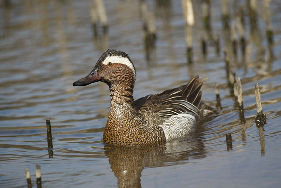 Garganey
