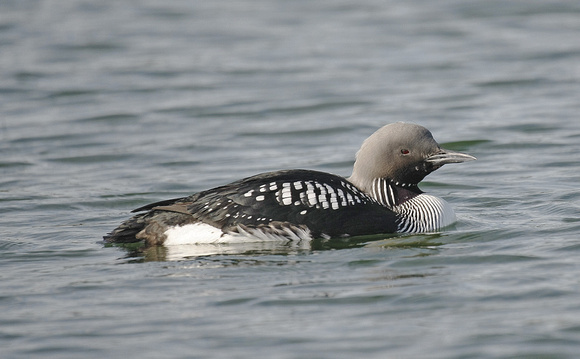 Black-throated Diver