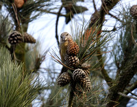 Parrot Crossbill