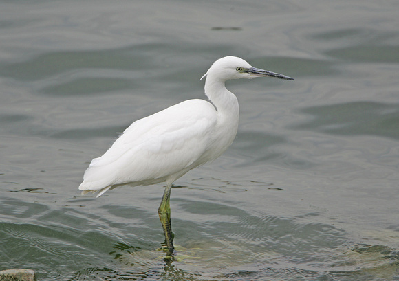 Little Egret