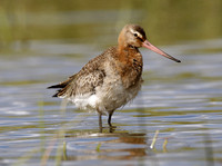 Black-tailed Godwit