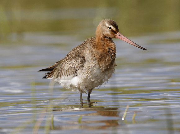 Black-tailed Godwit