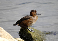 Ferruginous Duck