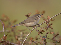 Dusky Warbler