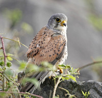 Kestrel