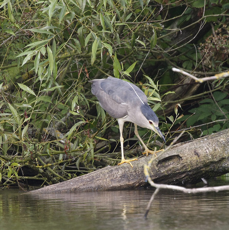 Night Heron