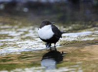 Black-bellied Dipper