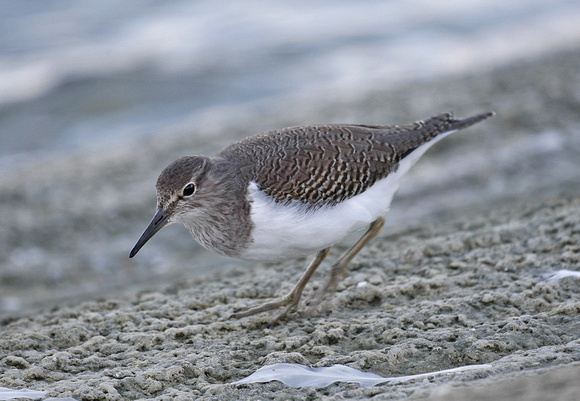 Common Sandpiper