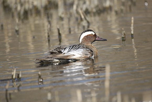 Garganey