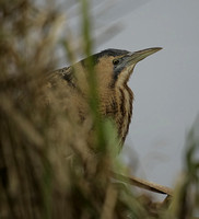 Bittern