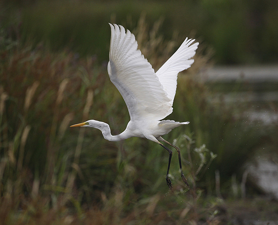Great White Egret