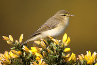 Willow Warbler