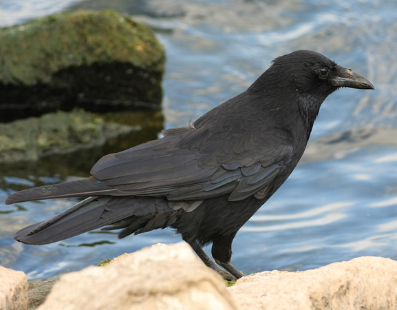 Carrion Crow