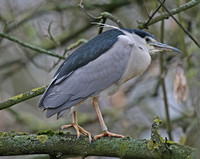 Night Heron