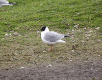 Bonaparte's Gull