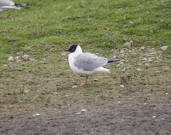 Bonaparte's Gull