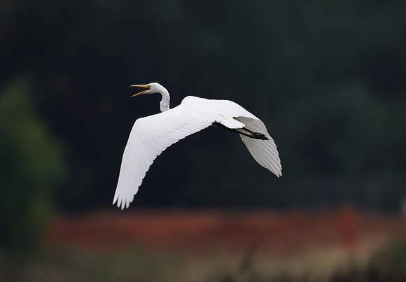 Great White Egret