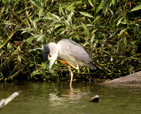 Black-crowned Night Heron 2014