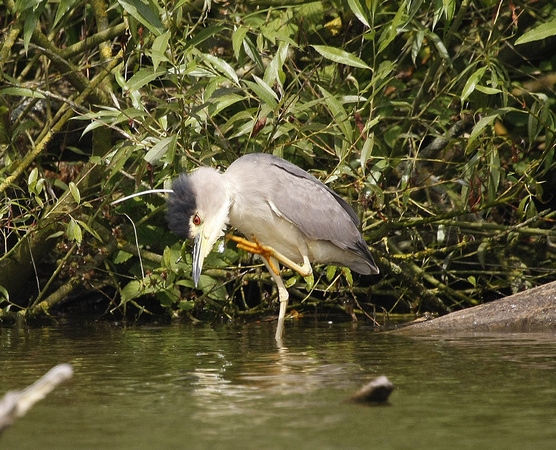 Night Heron