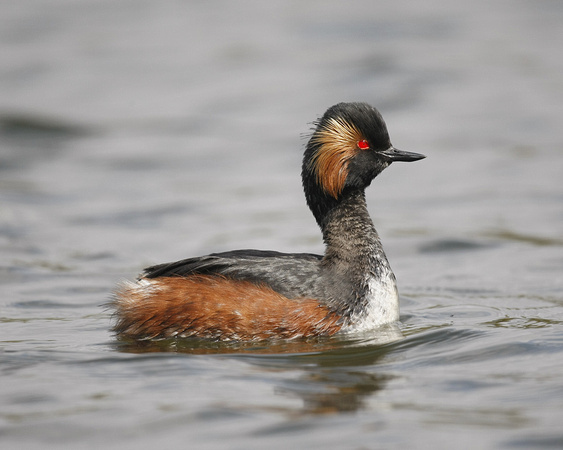 Black-necked Grebe