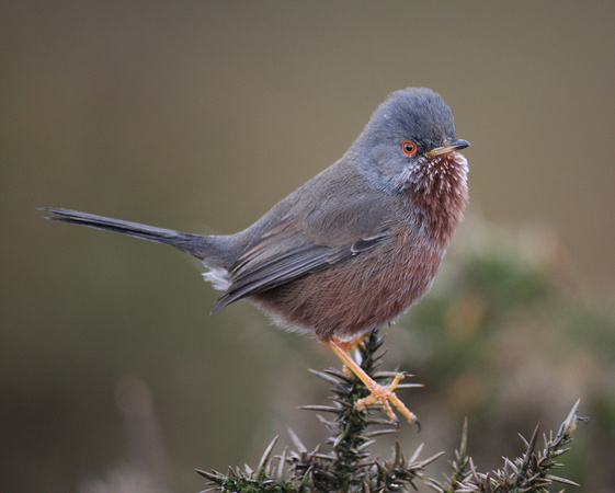 Dartford Warbler