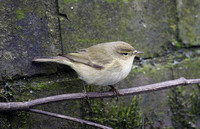 Common Chiffchaff