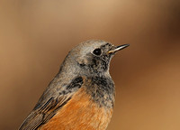 Eastern Black Redstart