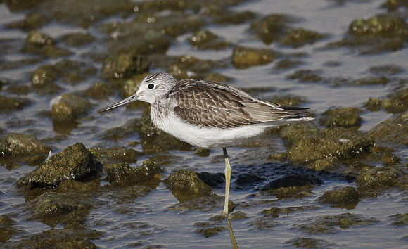 Greenshank