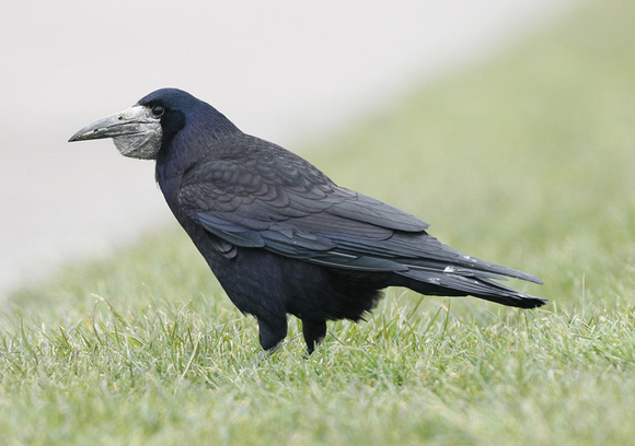 Rook
