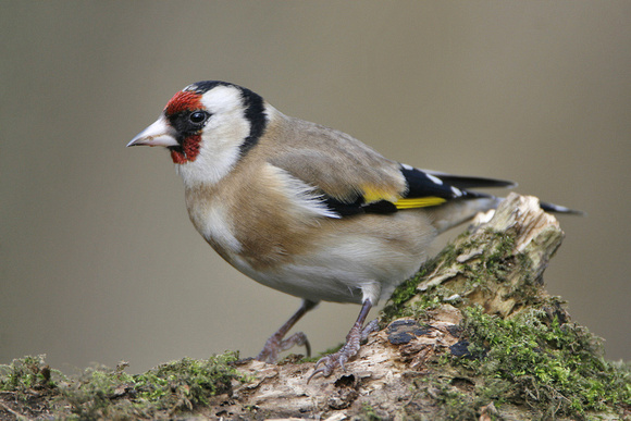 Goldfinch