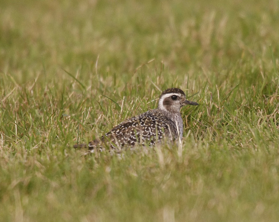 American Golden Plover