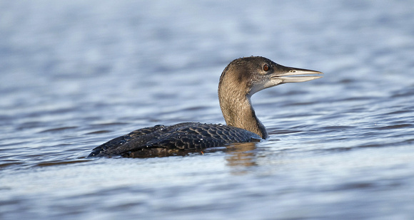 Great Northern Diver