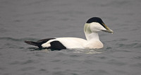 Eider