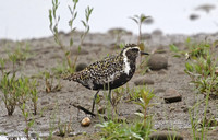 Pacific Golden Plover