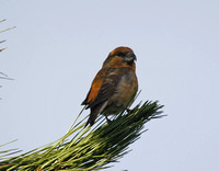 Parrot Crossbill