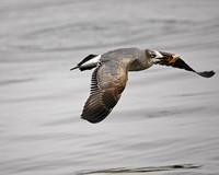 Laughing Gull