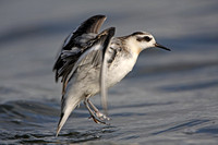 Grey Phalarope & Red-necked Phalarope