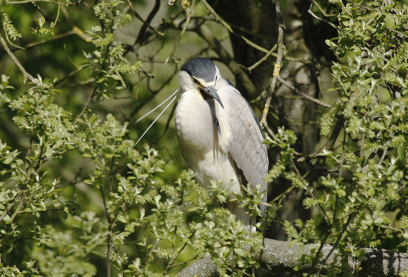 Night Heron