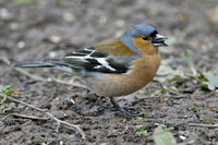 Chaffinch