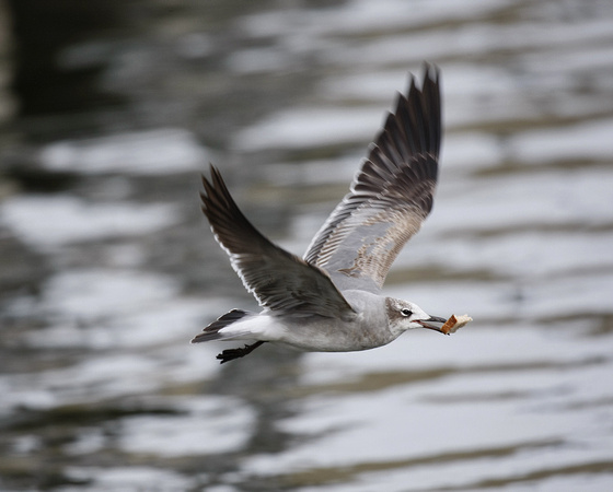 Laughing Gull