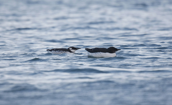 Brunnich's Guillemot